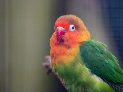 Agapornis  - De Zonnegloed - Dierenpark - Dieren opvangcentrum - Sanctuary